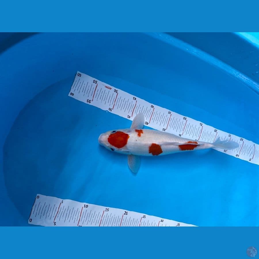 35 cm maruten kohaku