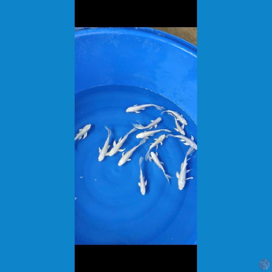 Mix Slayer Platinum 14ekor