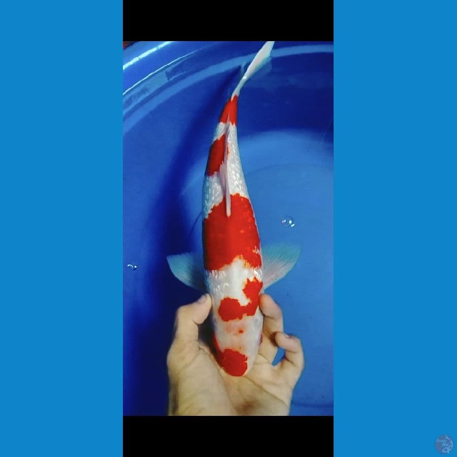 Kohaku Ginrin padat Merah 37cm JANTAN