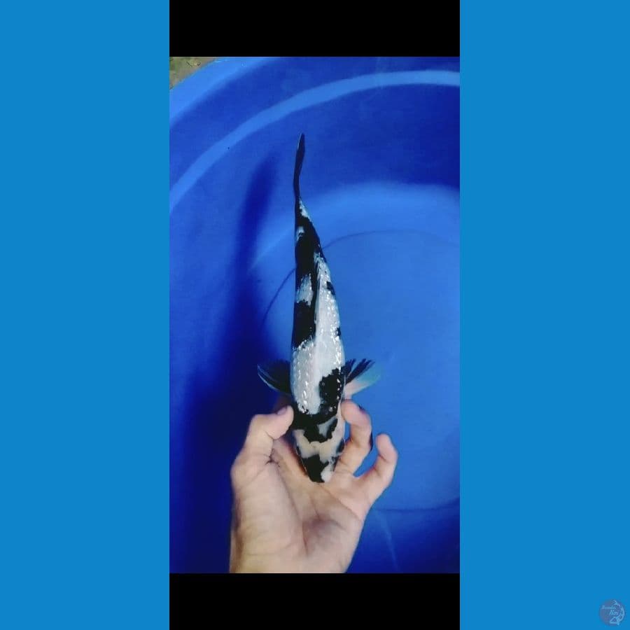 Shiro Gindrin Padat Hitam Pekat 30CM Jantan 