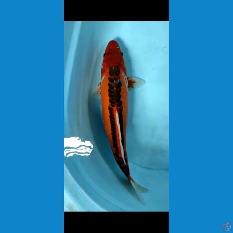 susui mizuo 40cm