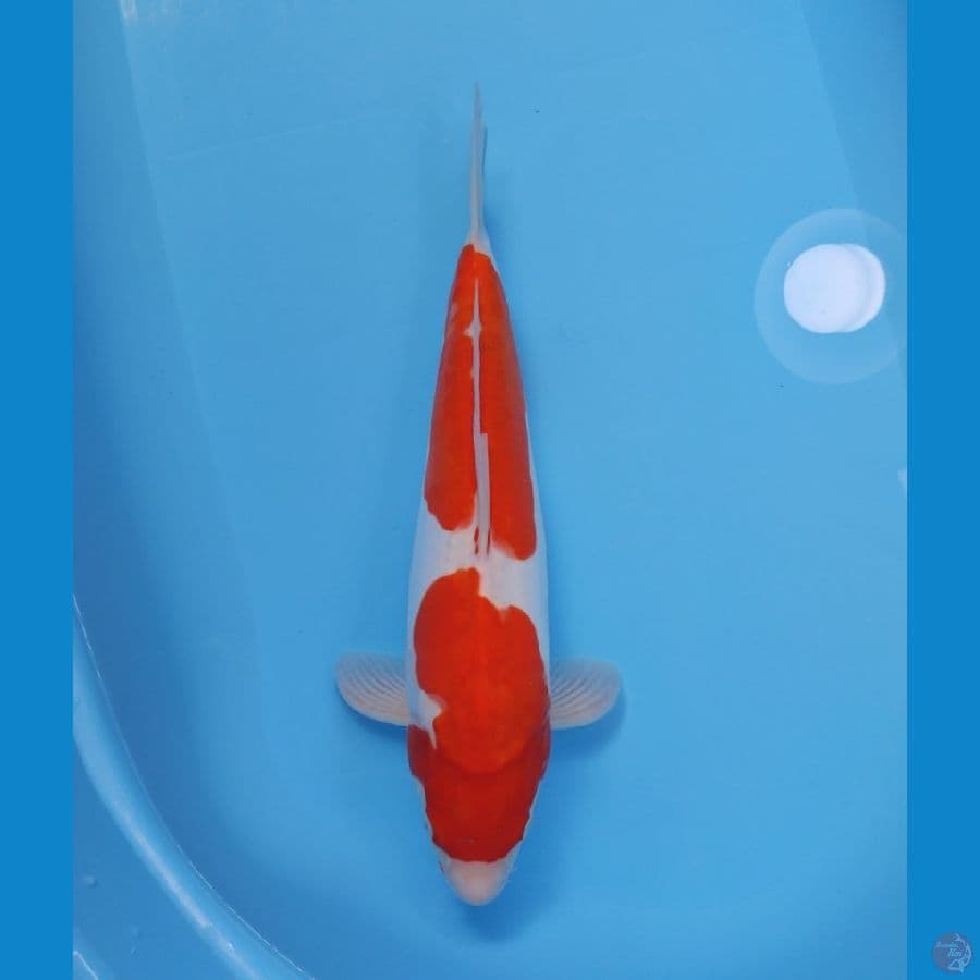 KOHAKU BAKAT JUMBO 39CM - FEEMALE