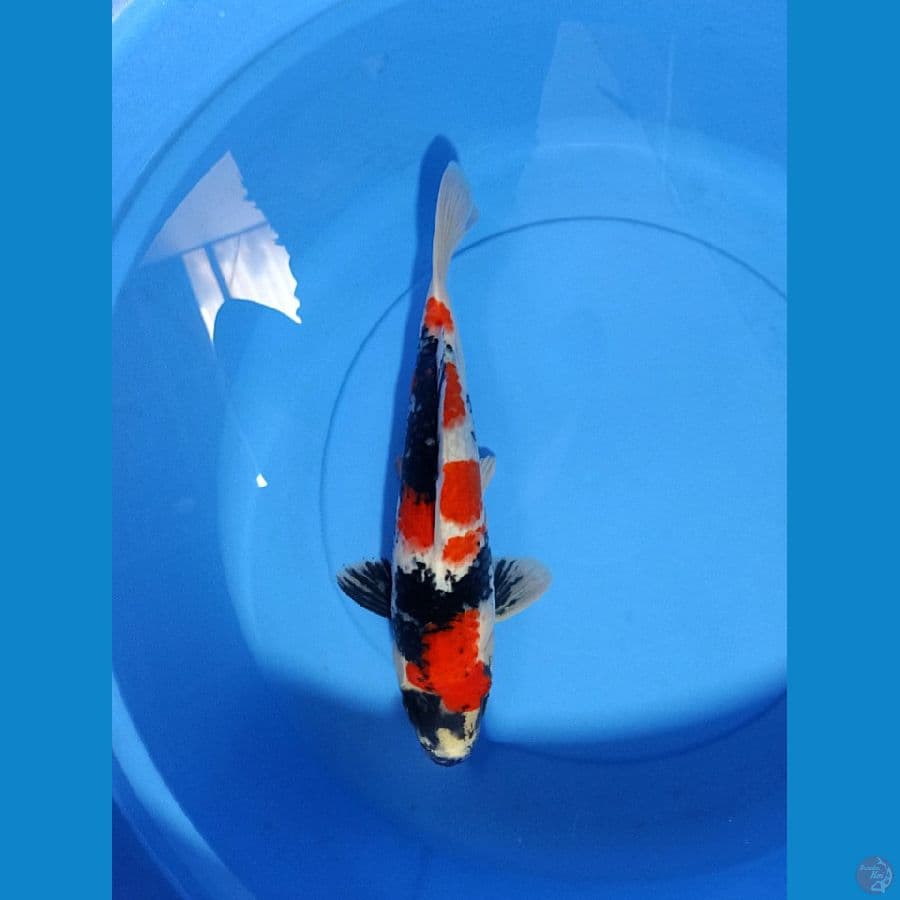 showa prospek 38 cm 