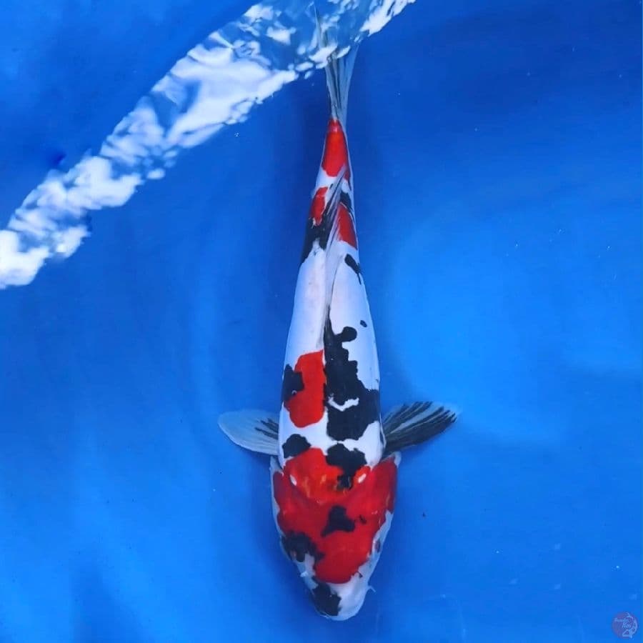 showa doitsu murni strong male 40cm