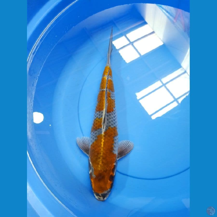 kogane Ochiba orygiginal 42cm