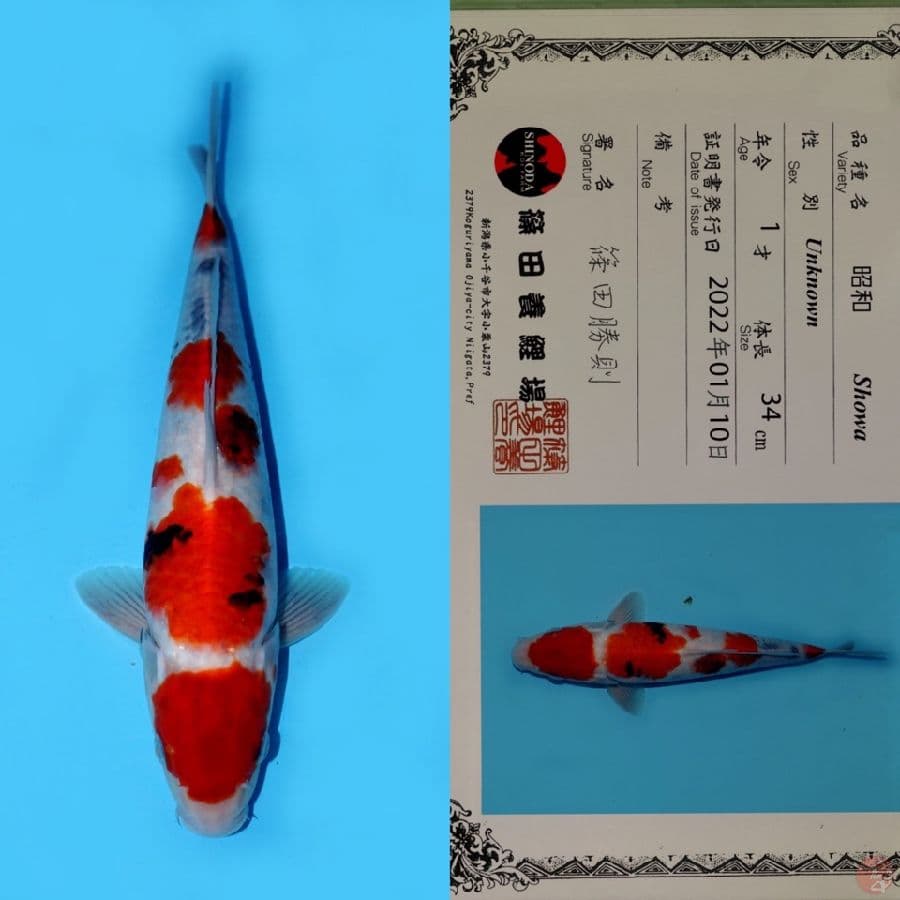 SHOWA SANSHOKU HQ SHINODA 34CM (JUMBO TOSAI)