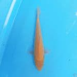Karashi 25cm