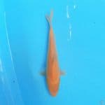 Karashi 23cm