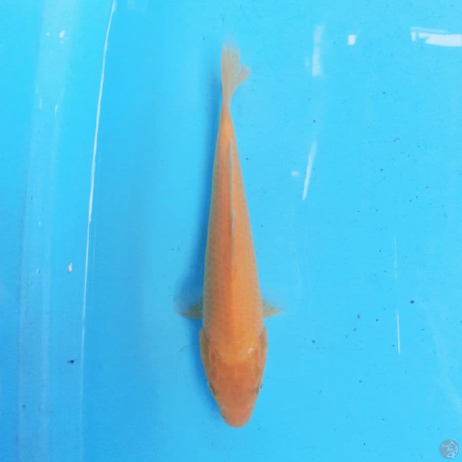 Karashi 21cm