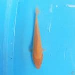 Karashi 21cm
