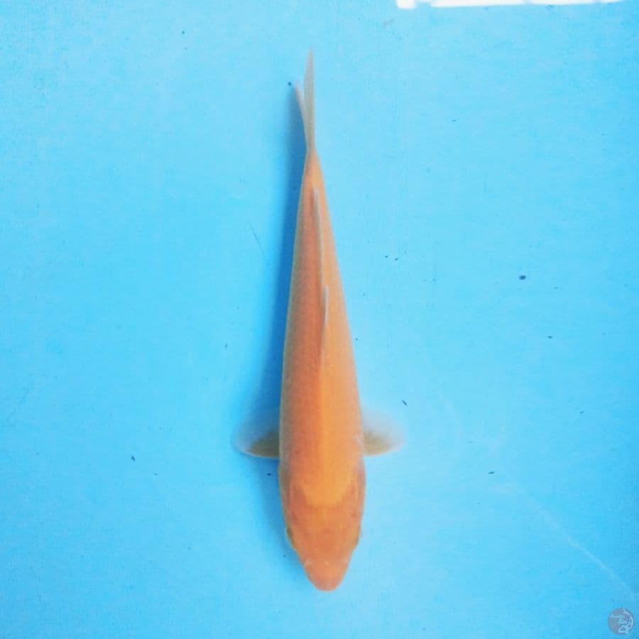 Karashi 24cm
