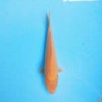 Karashi 24cm