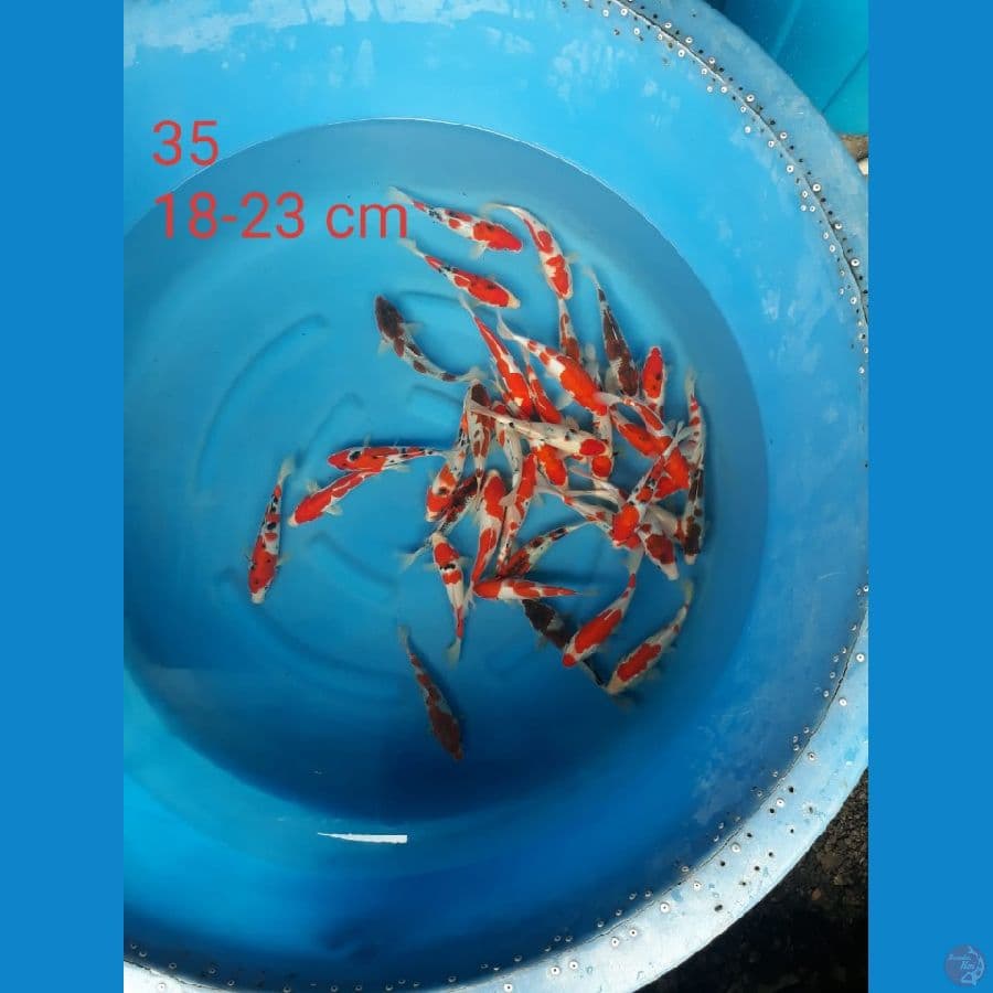 Kohaku , Goromo Mix 18-23cm 35ekor