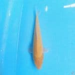 Karashi 23cm