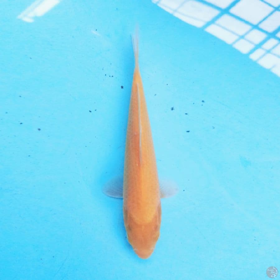 Karashi 23cm