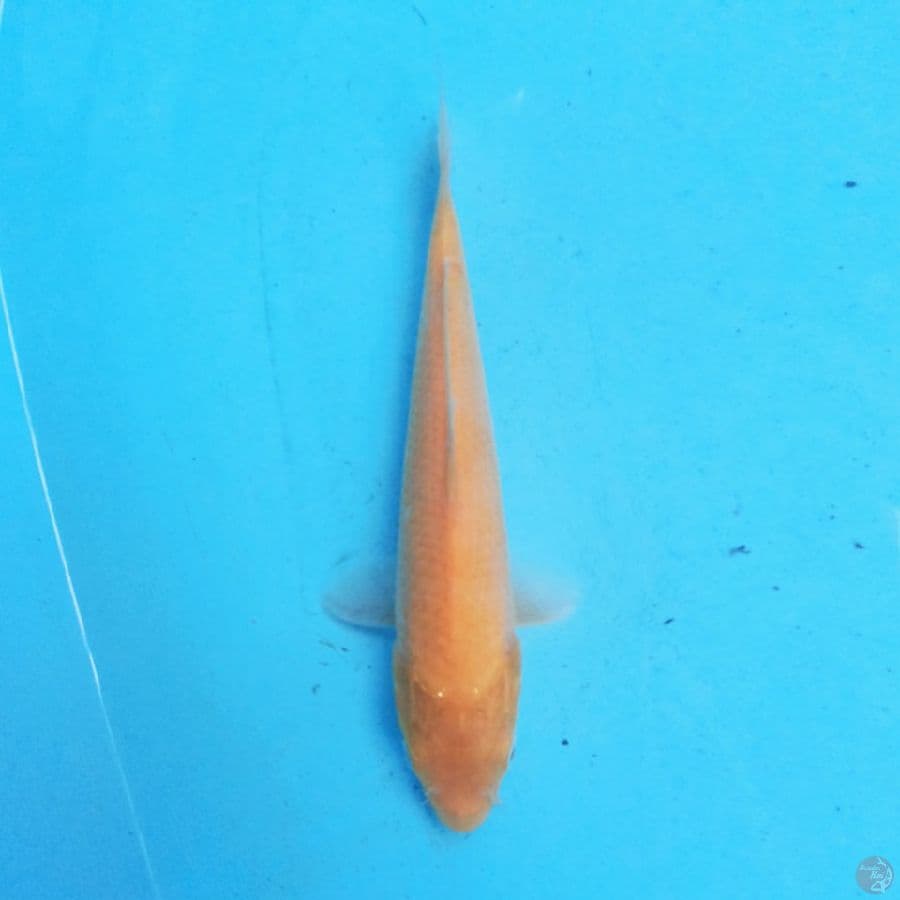Karashi 21cm