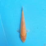 Karashi 21cm