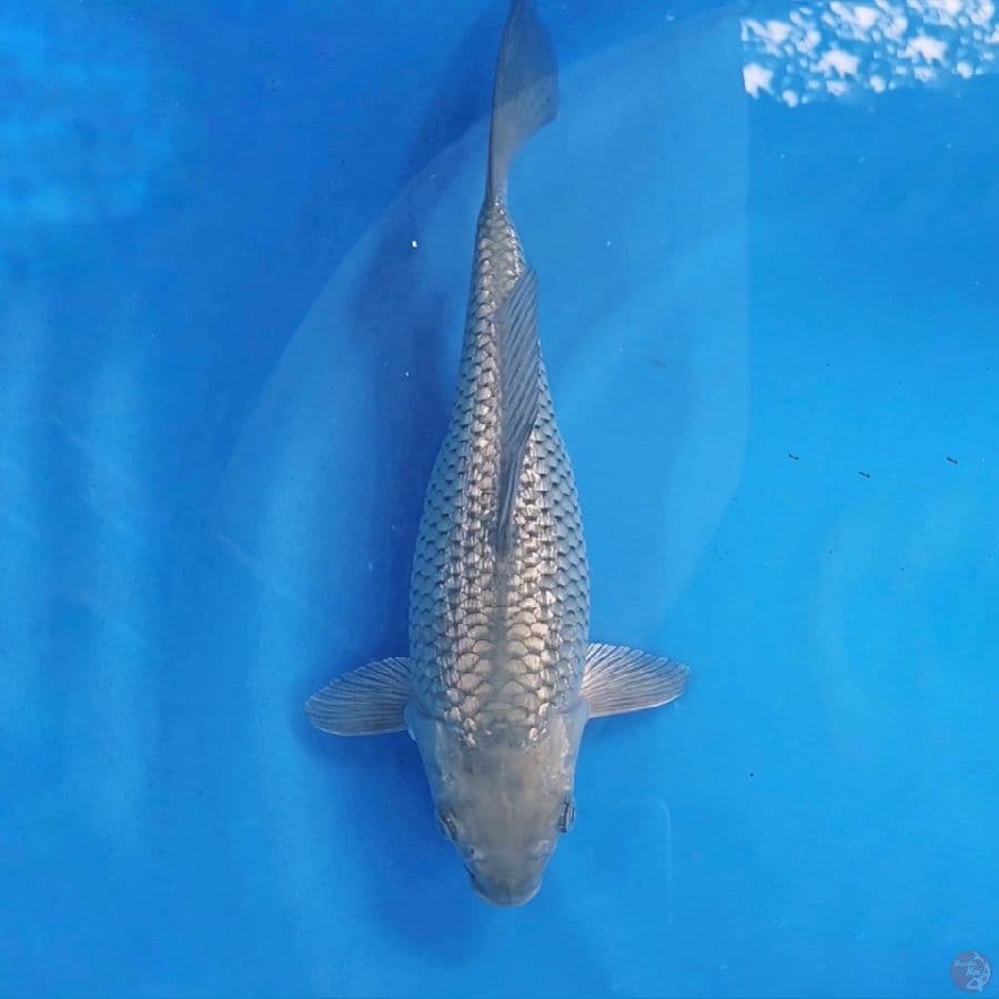 soragoi bulky full ginrin 35cm 