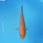 Karashi 24cm