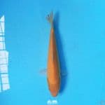 Karashi 23cm