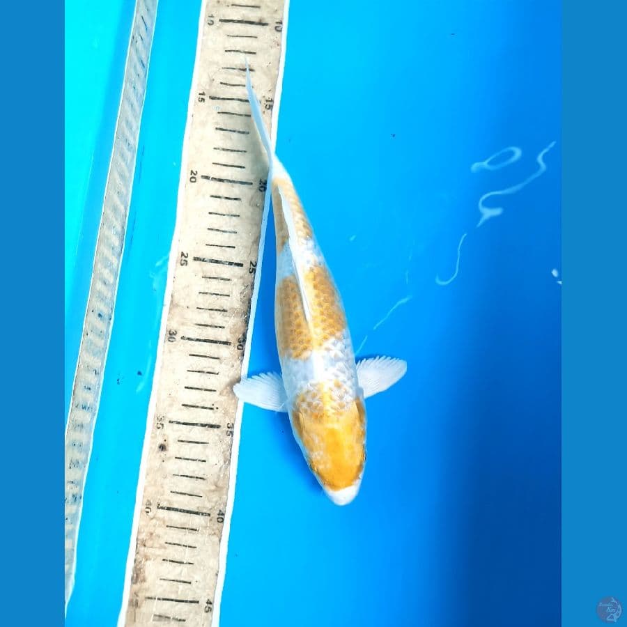 yellow kujaku 25cm
