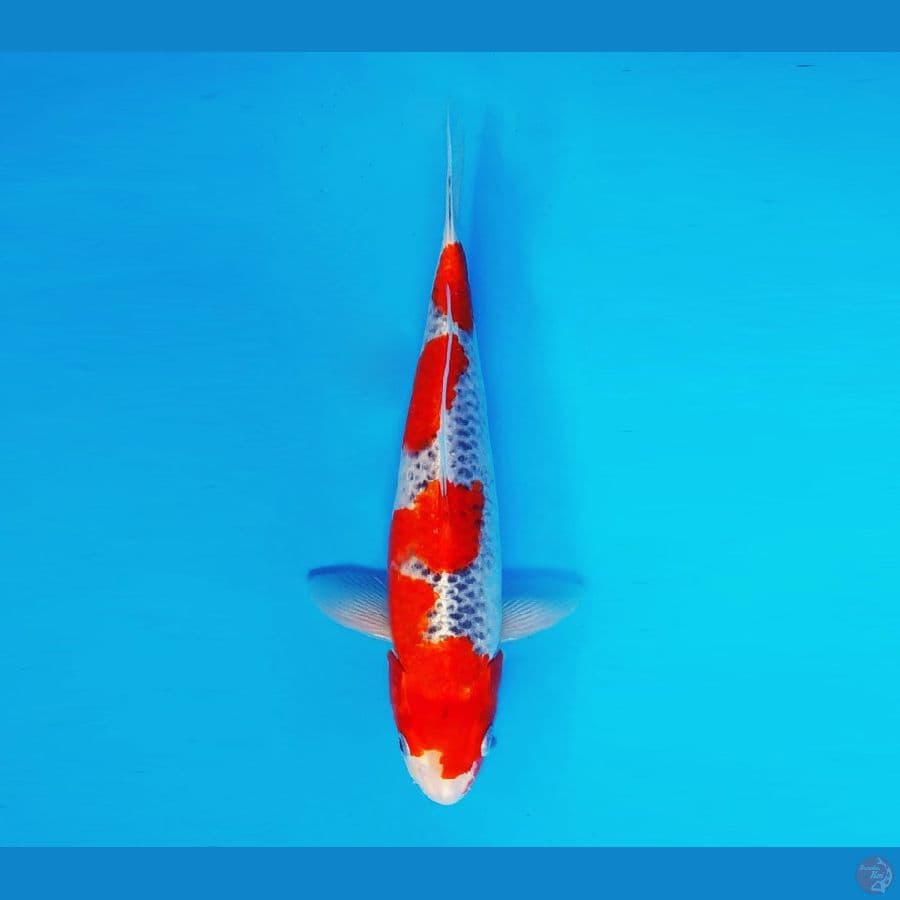 EDO 2 - Goshiki 30 cm/male ®