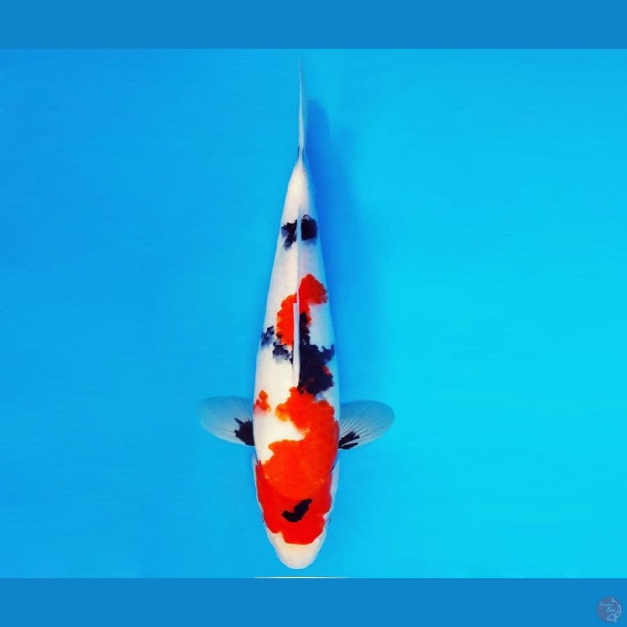 EDO 3 - Kindai Showa 35 cm/fm ®