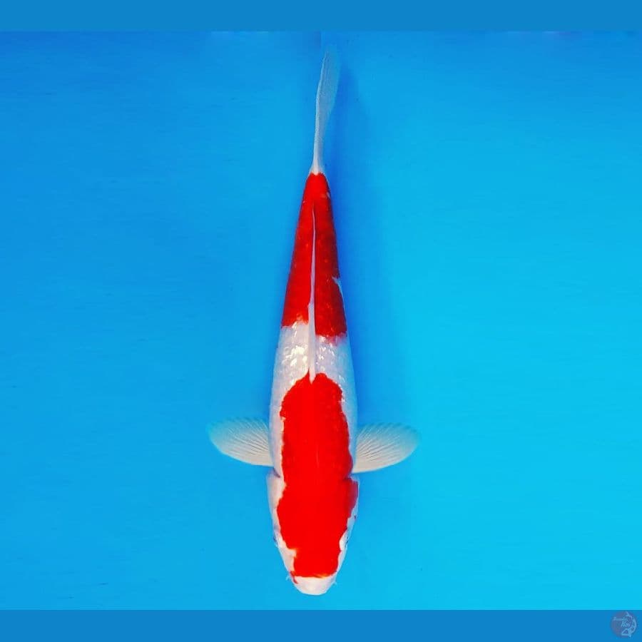 EDO 5 - Kohaku Gin Rin 33 cm/male ®