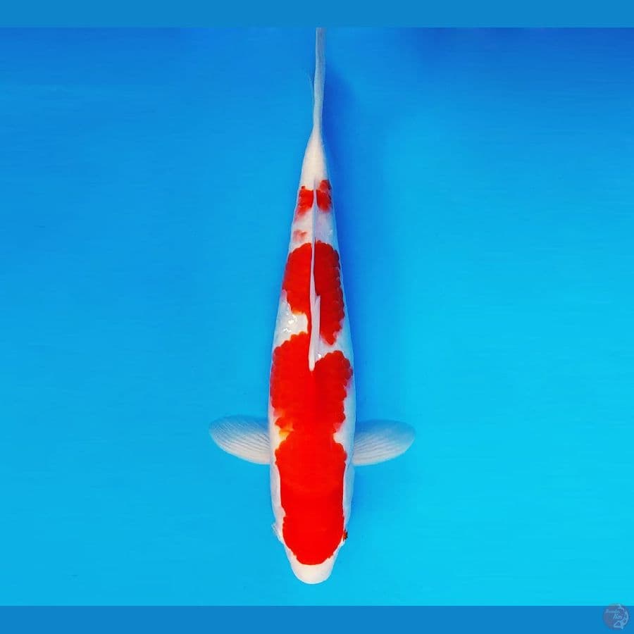 EDO 6 - Kohaku 35 cm/male ®