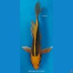 B'fly Matsuba F28Cm
