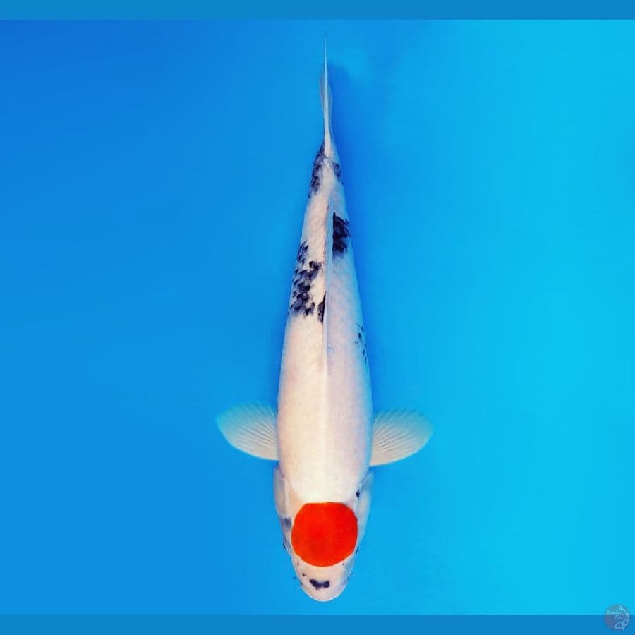 EDO 14 - Tancho Showa Evo 43 cm/fm ®