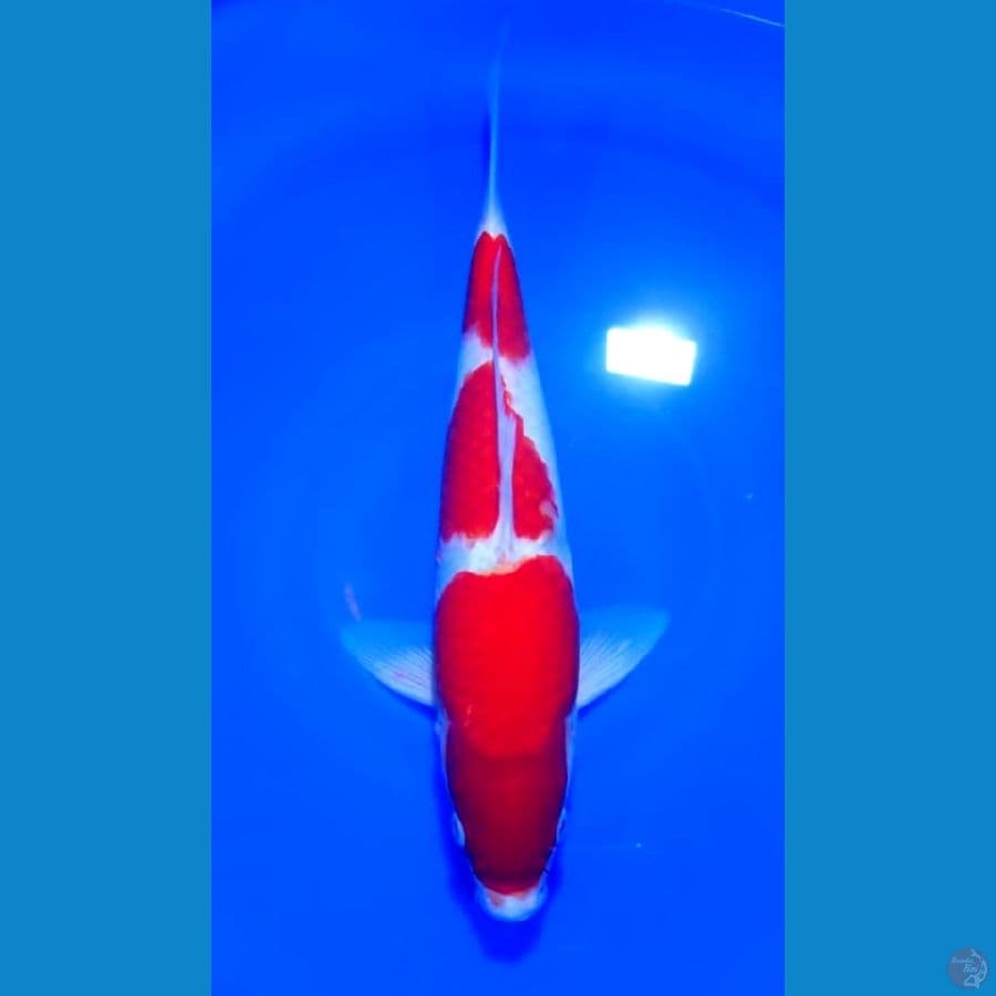 KOHAKU 35BU