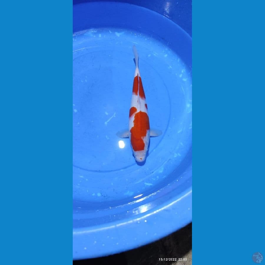 KOHAKU JUMBO ~ 35 CM