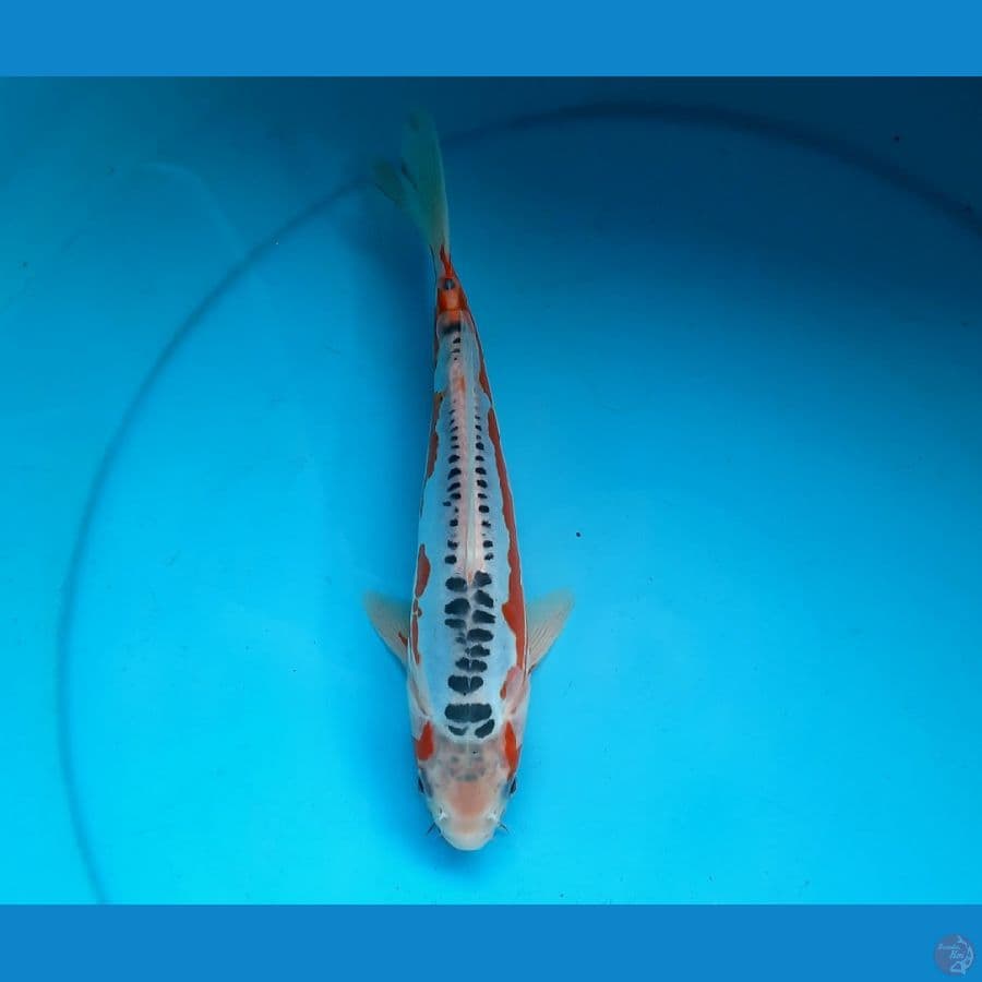 Shusui 25cm