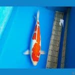 50cm Kohaku doitsu /F