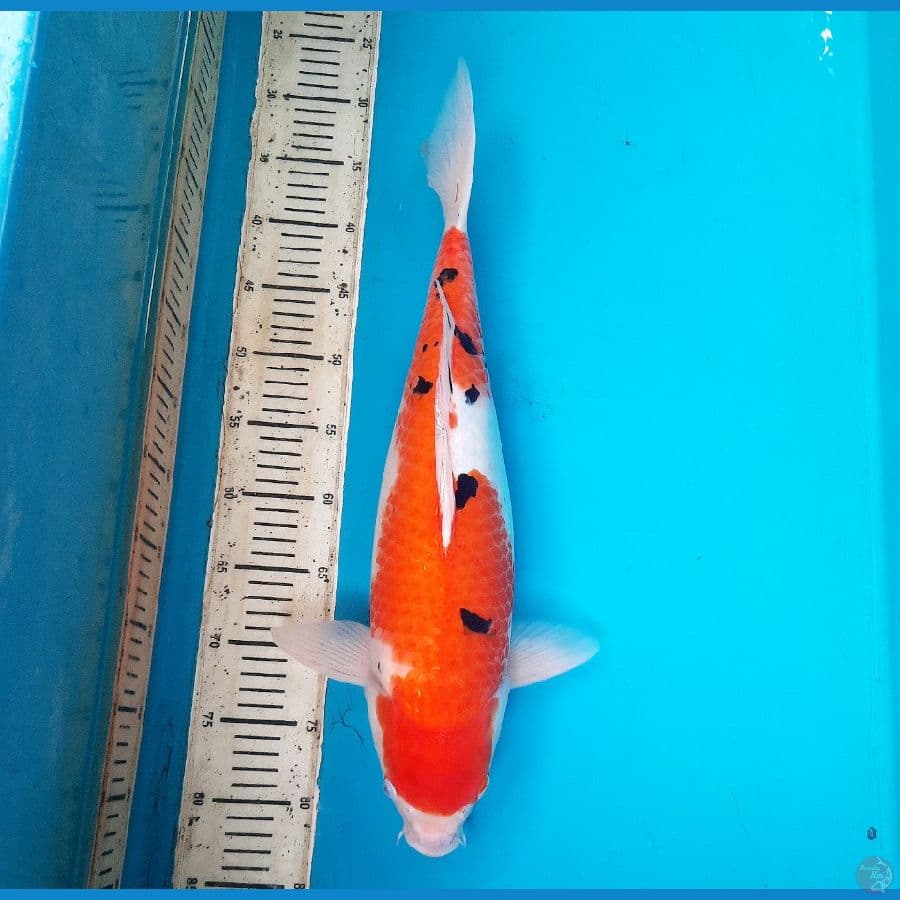 50cm Sanke /F