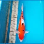 50cm Sanke /F