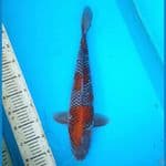 45cm Ochiba /F