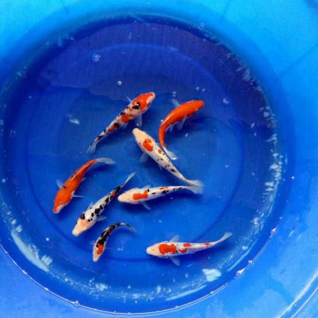 Mix 8ekor 17 cm
