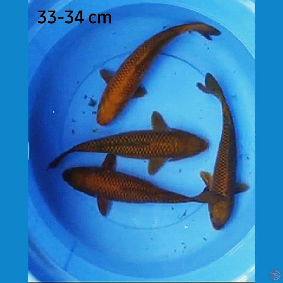 Tembaga 33-34 cm