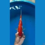 #KOHAKU 