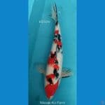 Sanke M31Cm