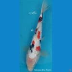 Sanke Ginrin F33Cm