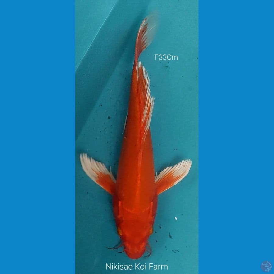 B'fly Hajiro F33Cm