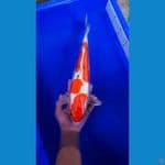 Kikokikuriu 37cm MALE