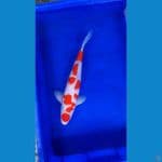 Kohaku Hot Patren 40cm MALE