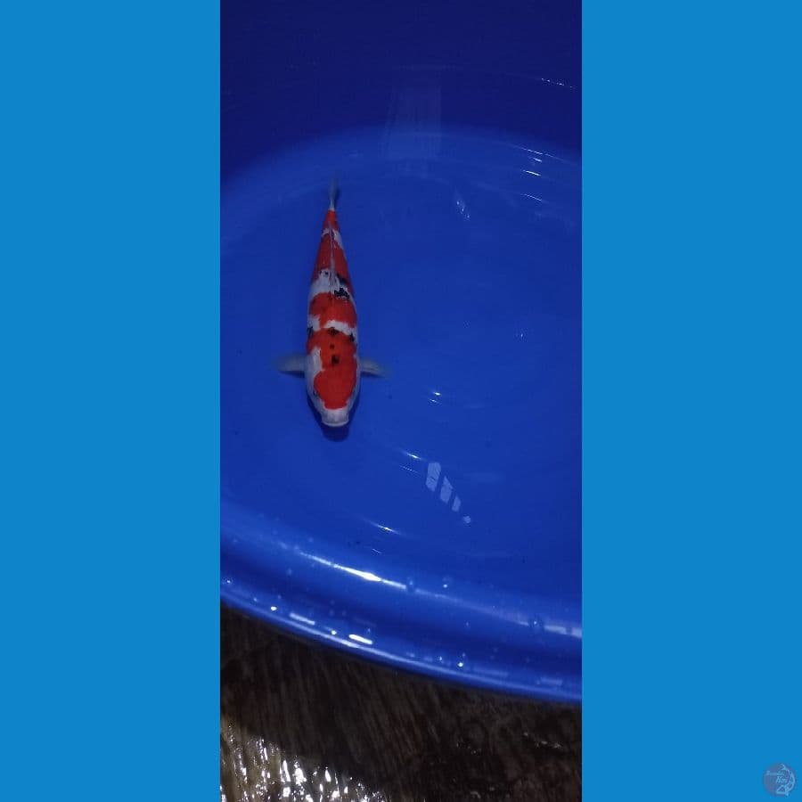 sanke sansoku 42cm