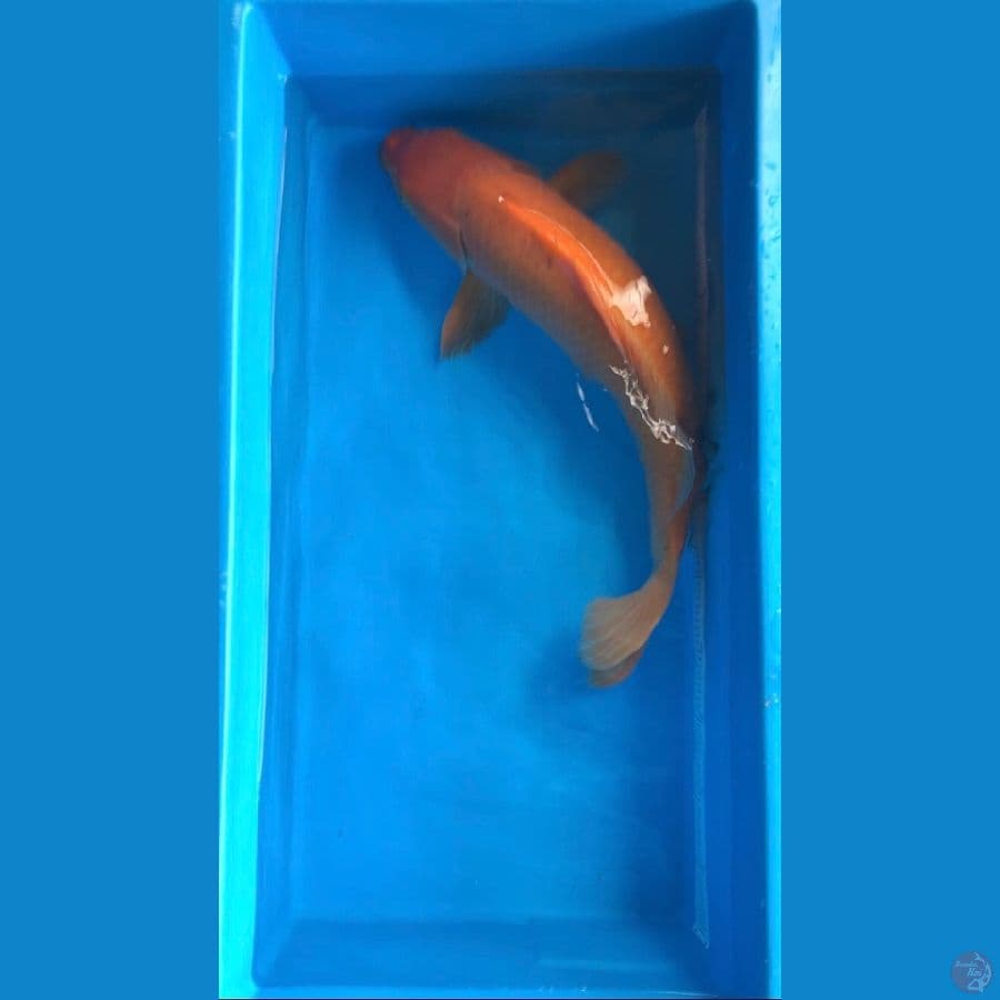 jumbo bulky karasi 52cm