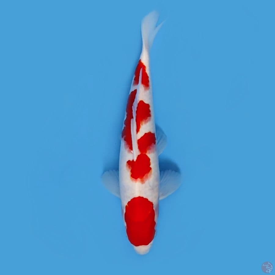 KOHAKU 27CM