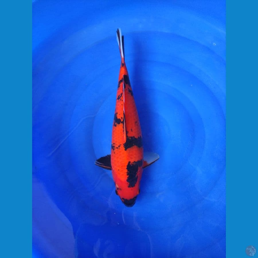 Hiutsuri AKF 46cm Jantan
